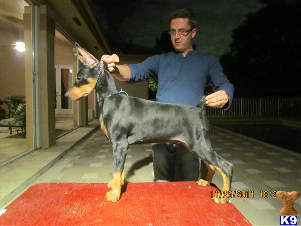 Doberman Pinscher Puppies in FL